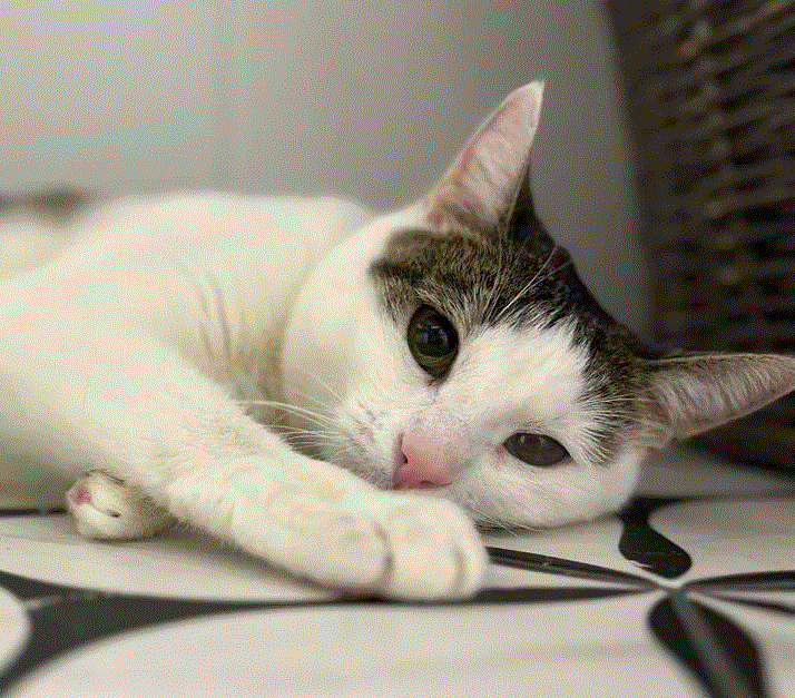 Где же мой дом и свободные ушки, которые будут слушать меня каждый день 😿