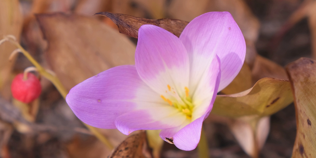 Садовый дневник: начало октября, устройство "башмачатника", природная мульча