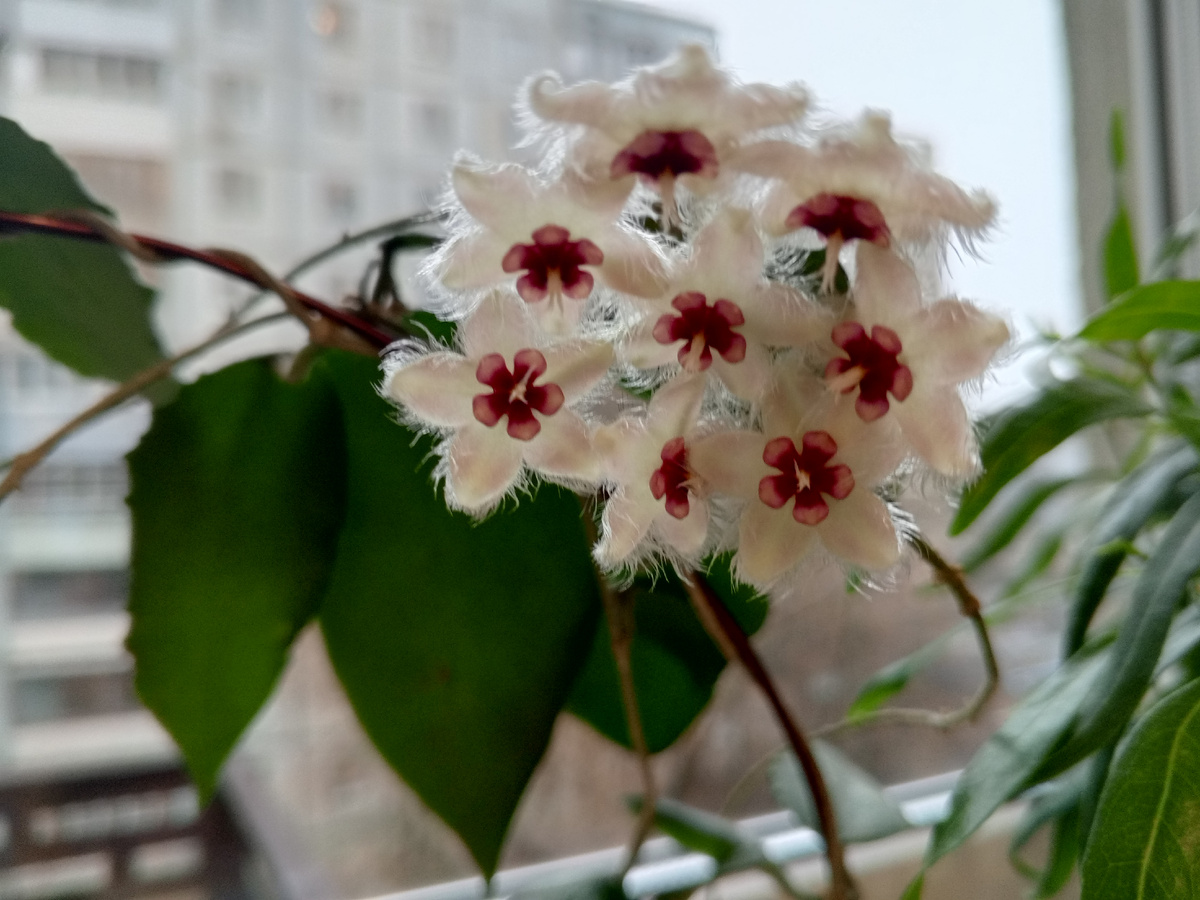 Это фото цветения в Ноябре 2025 года