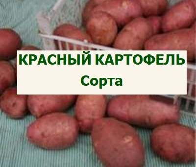 Лучшие сорта красного картофеля – характеристики