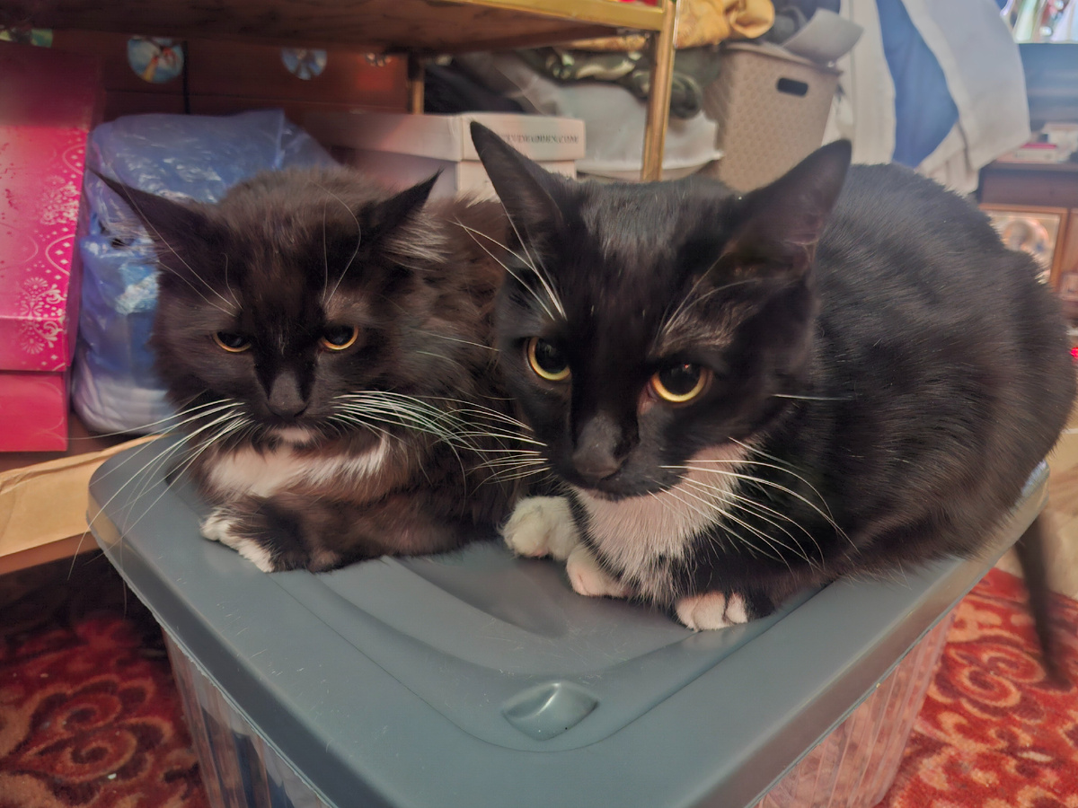 Совершенно не экономные члены семьи. Наполнитель подорожал на 20 процентов, корм примерно на 10. За полтора месяца. И без вариантов. Но котики - святое. Для них ничего не жалко 