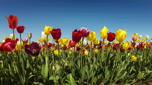 Пусть ощущение счастья будет с тобой всегда, а тюльпаны - его подкрепляют!
