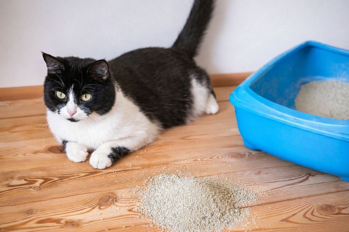 Почем кошка разбрасывает наполнитель 