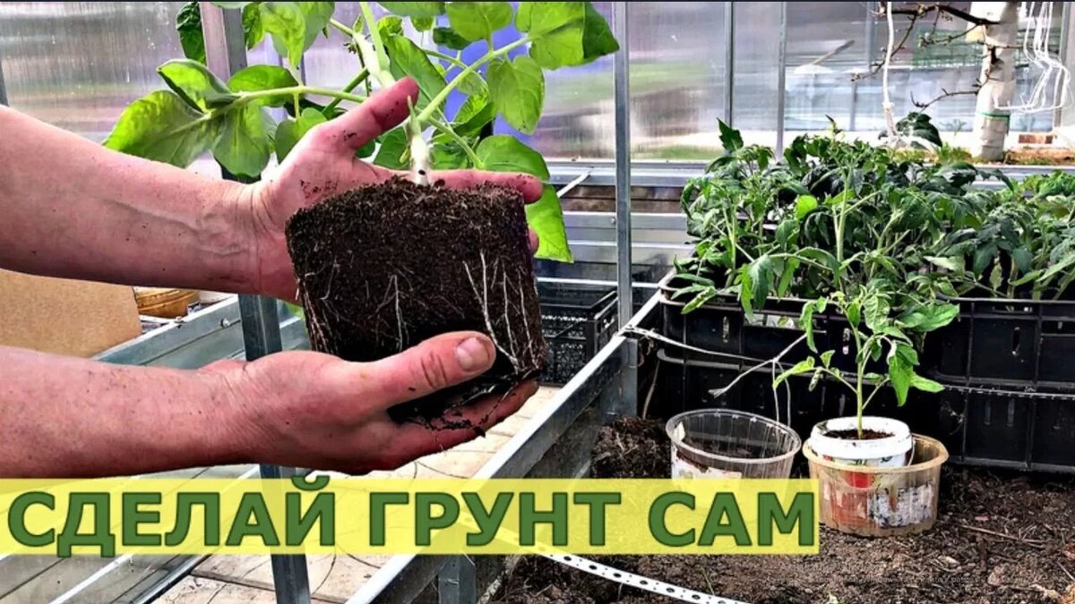 Почва для томатной рассады