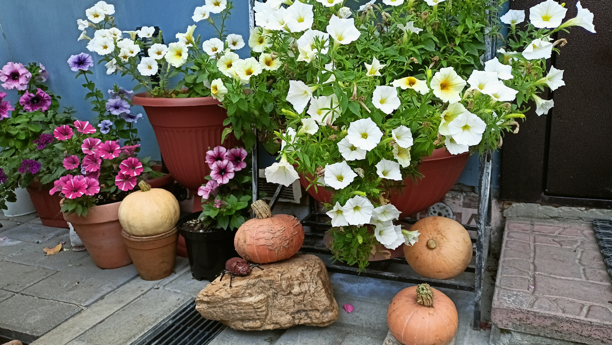 Петуния у двери.