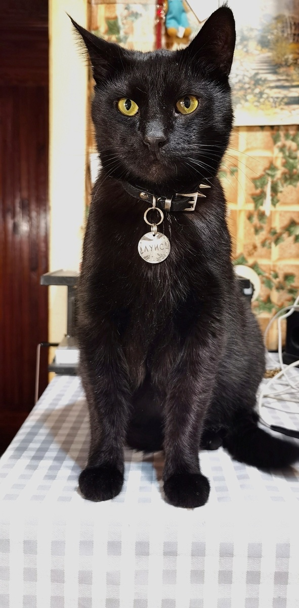 👑моя новая семья самая лучшая и любимая 💕