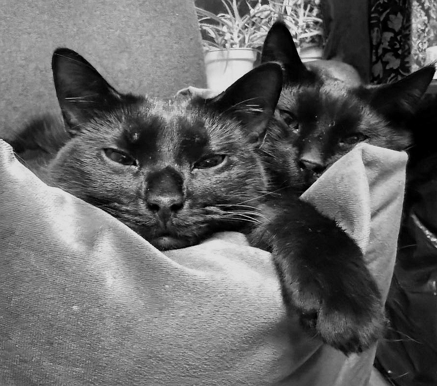 Мы с Мисти дружим и она меня успокаивает) Мои приступы прошли🎁