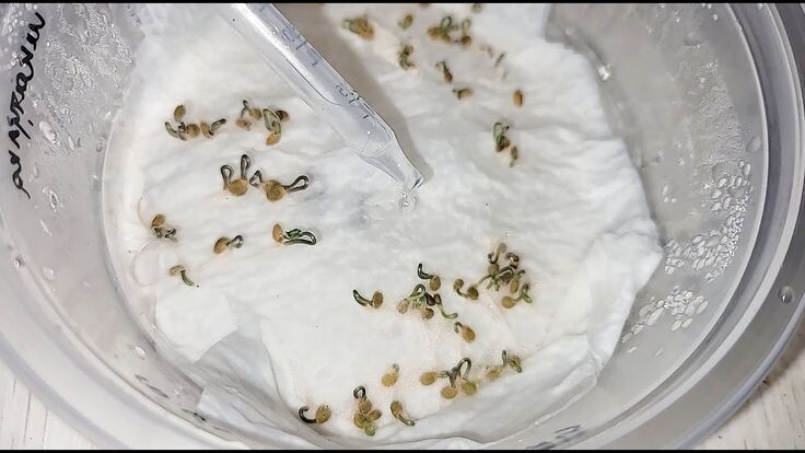 100% всхожесть семян томатов