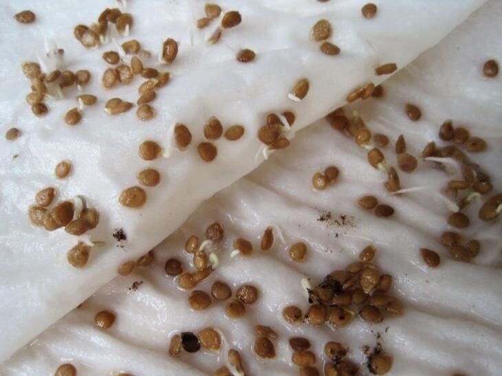 хорошая всхожесть семян томатов