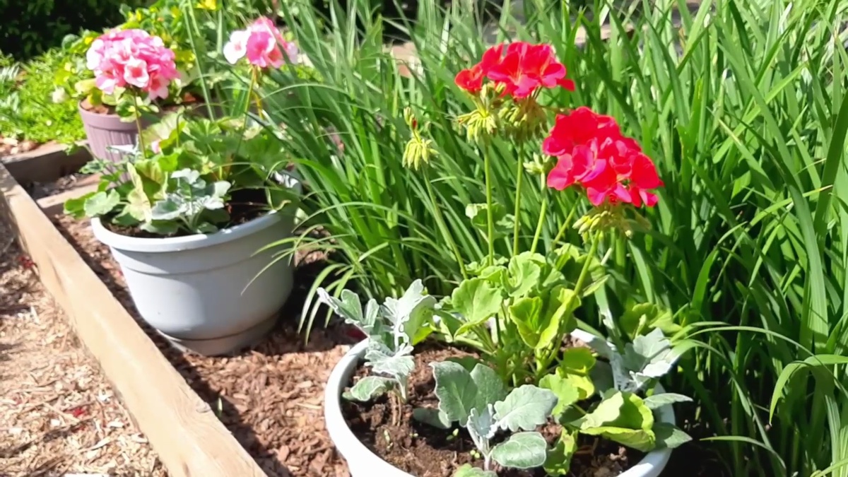 Цинерария прекрасно дополняет и подчеркивает красоту, рядом растущих цветов.