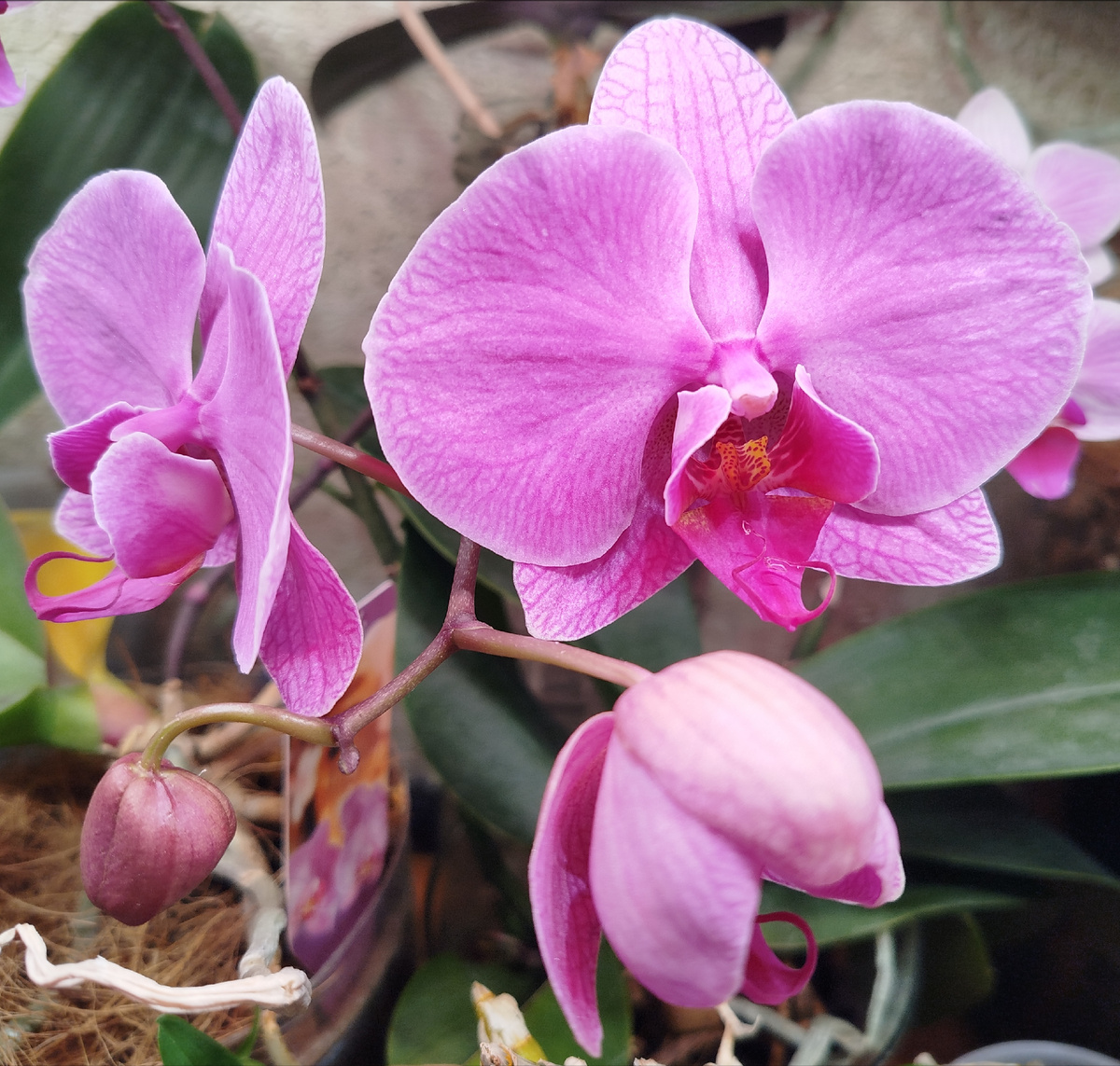 Орхидея фаленопсис ярко розовая