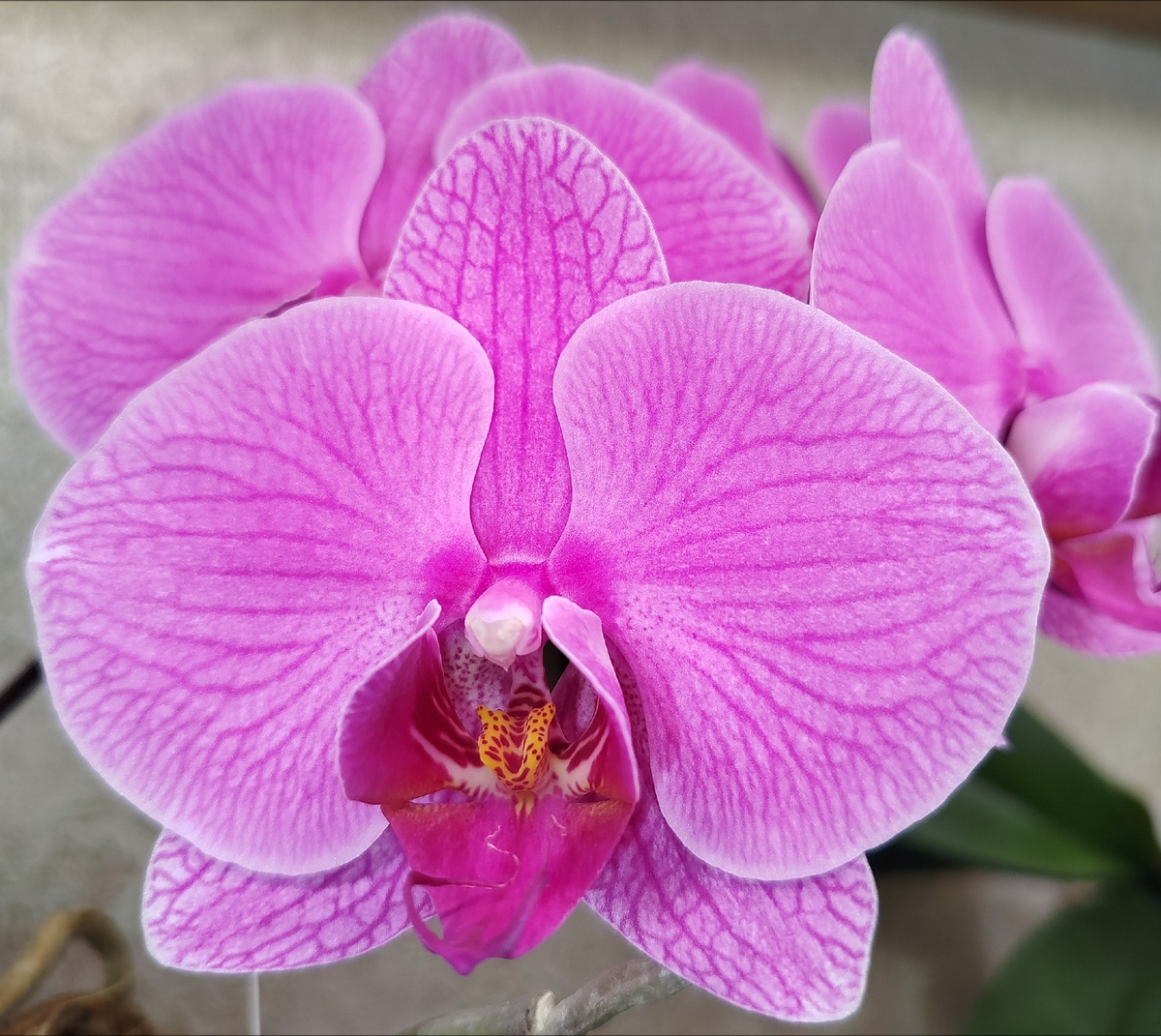 Первое домашнее цветение Эластик лав.