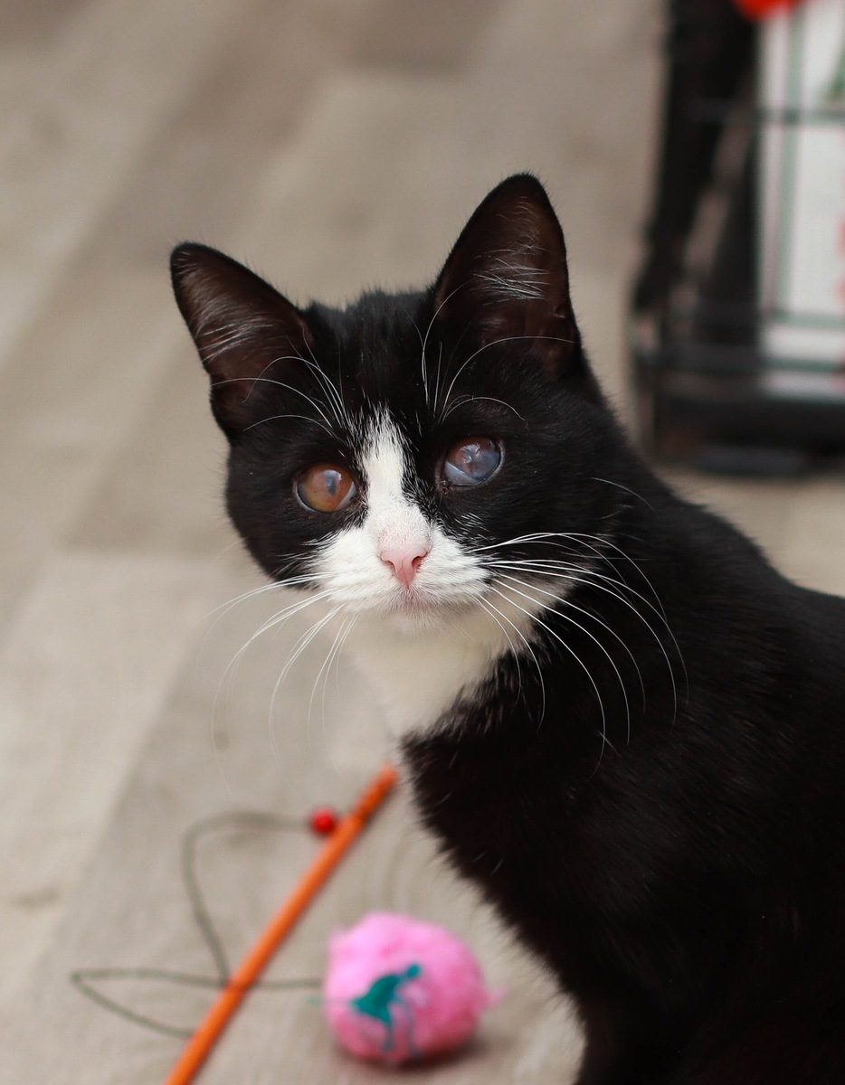 Меня Наташка нашла когда гуляла с собаками, а потом обманула и словила