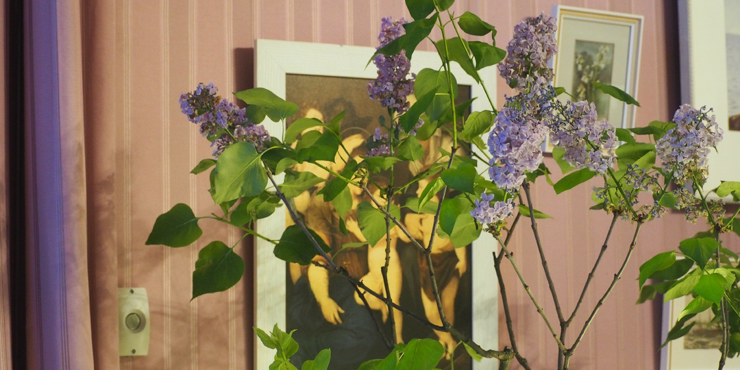 Разбудили сирень в январе.