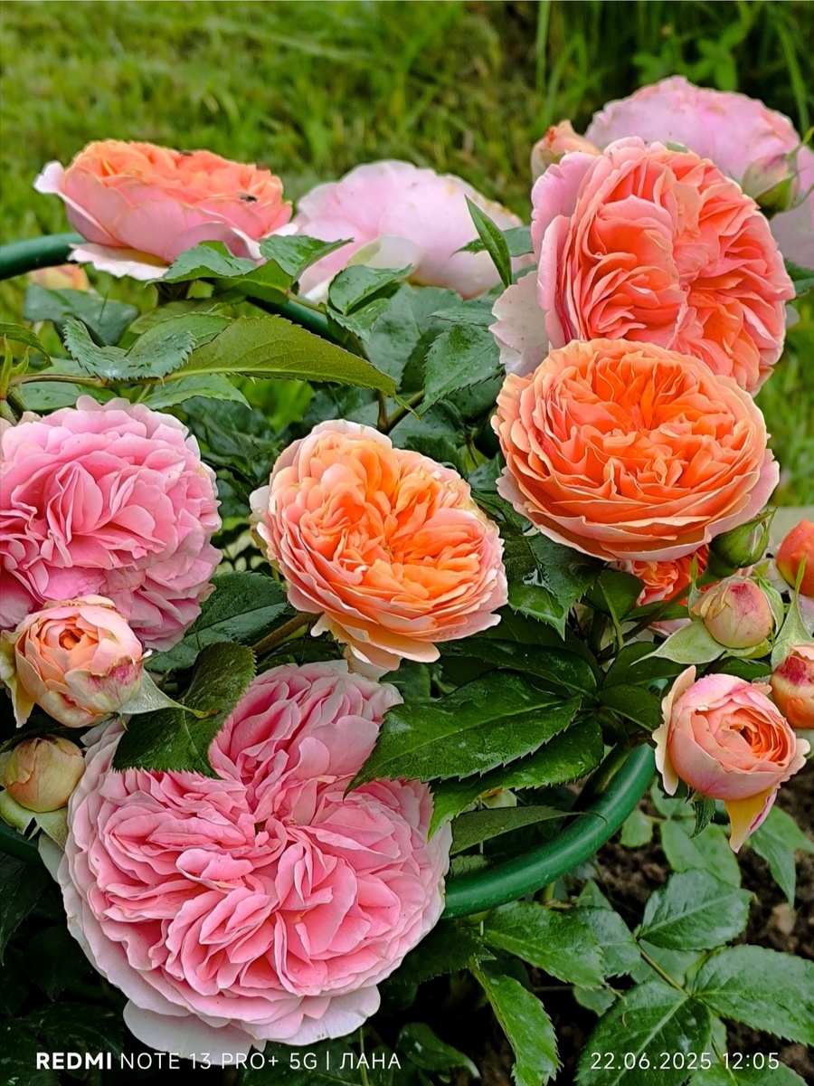 Роза Чипендейл ч/г.