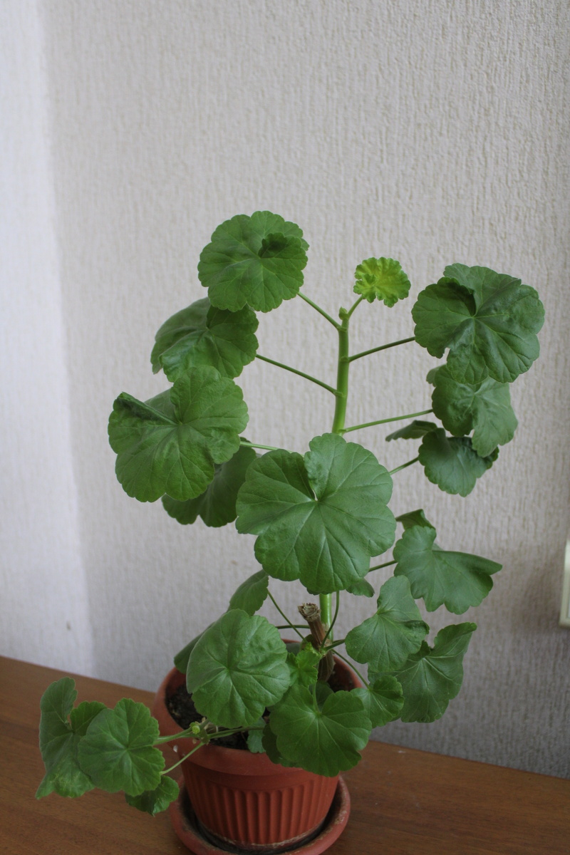      Яран гөлө ауырға ҡала алмағандарға ярҙам итә, тиҙәр...