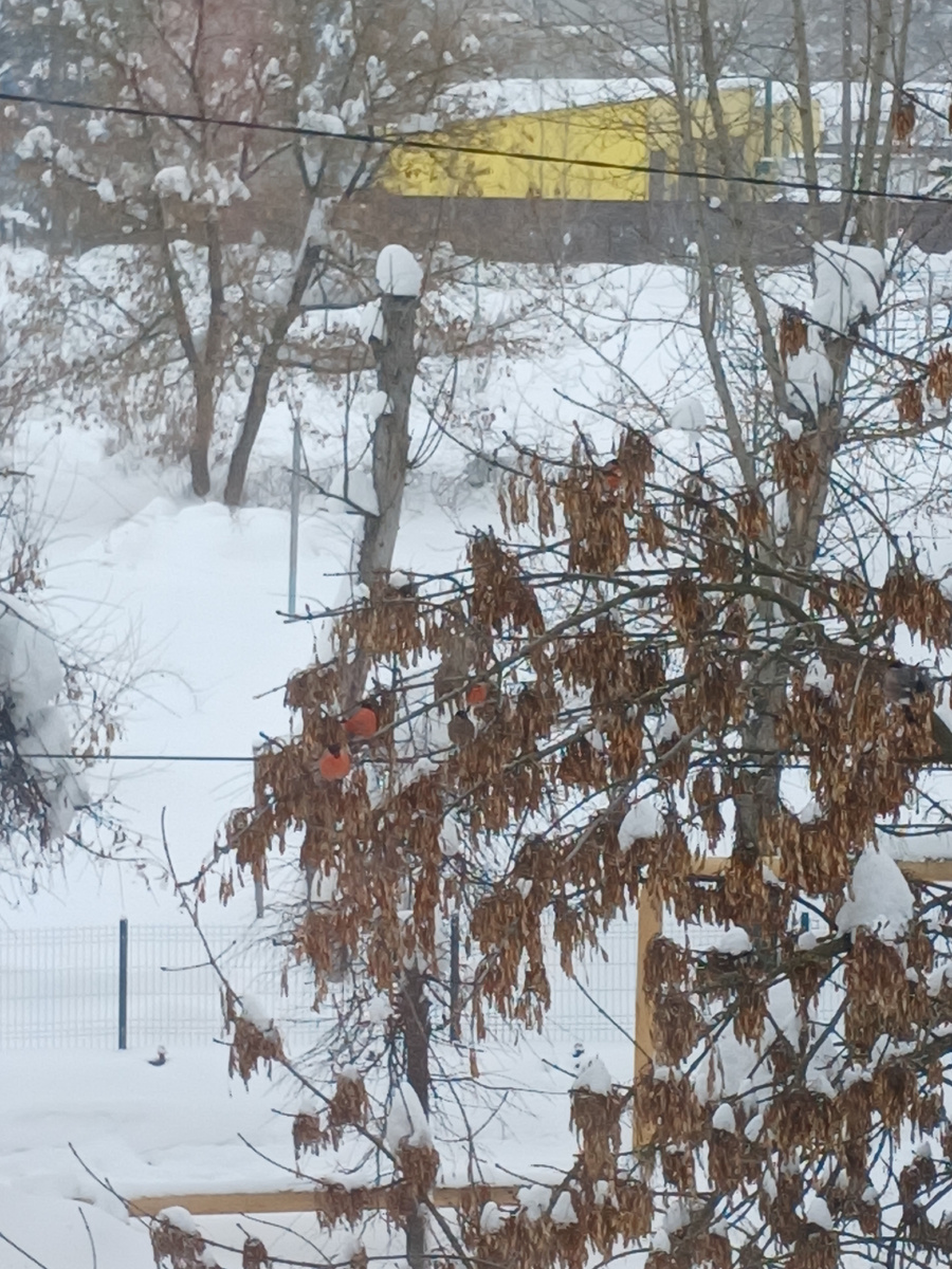 Снимок вчерашний, как раз в метель 