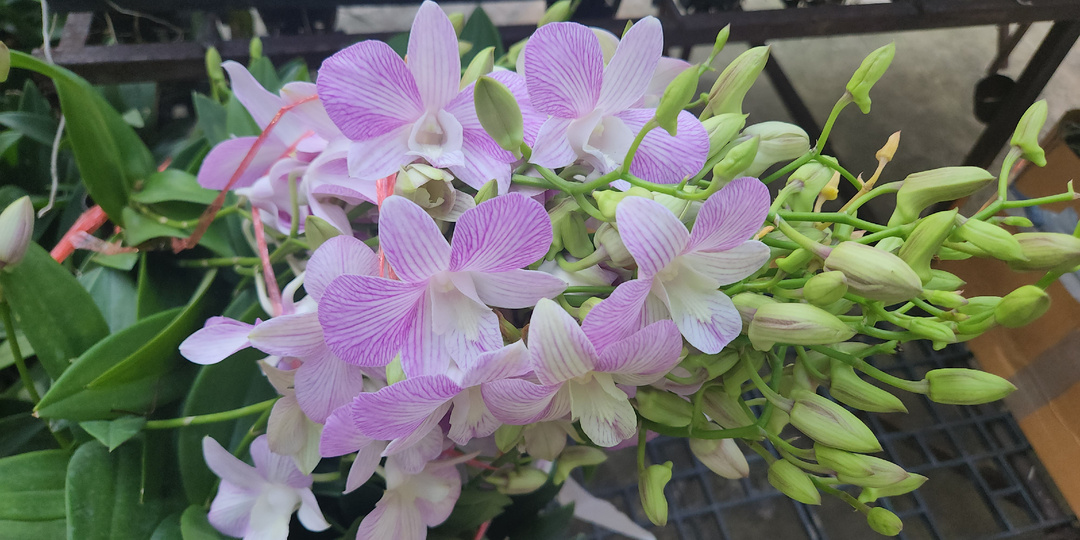 ЦВЕТЫ В ТАИЛАНДЕ