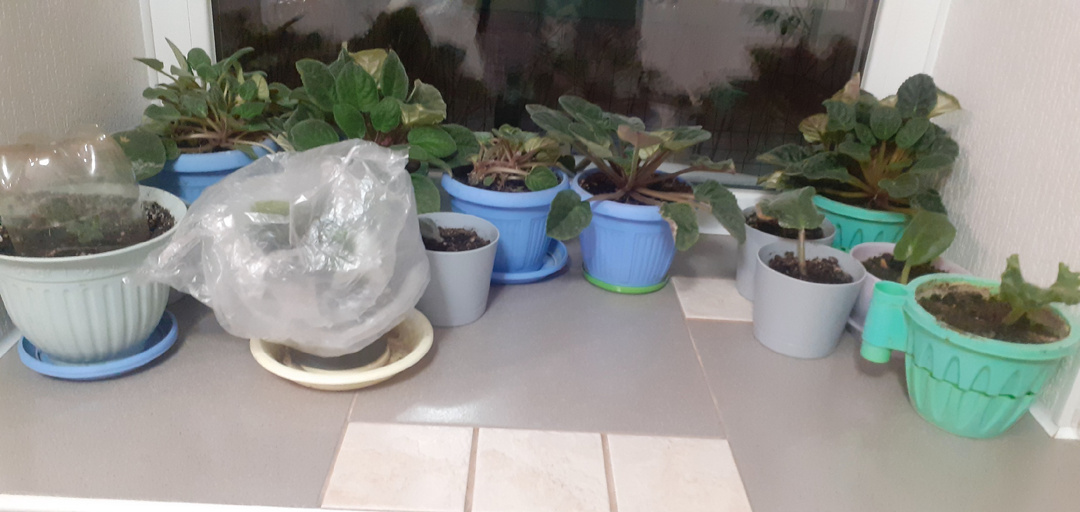 СПАСИТЕ растения ОТ КОТА.