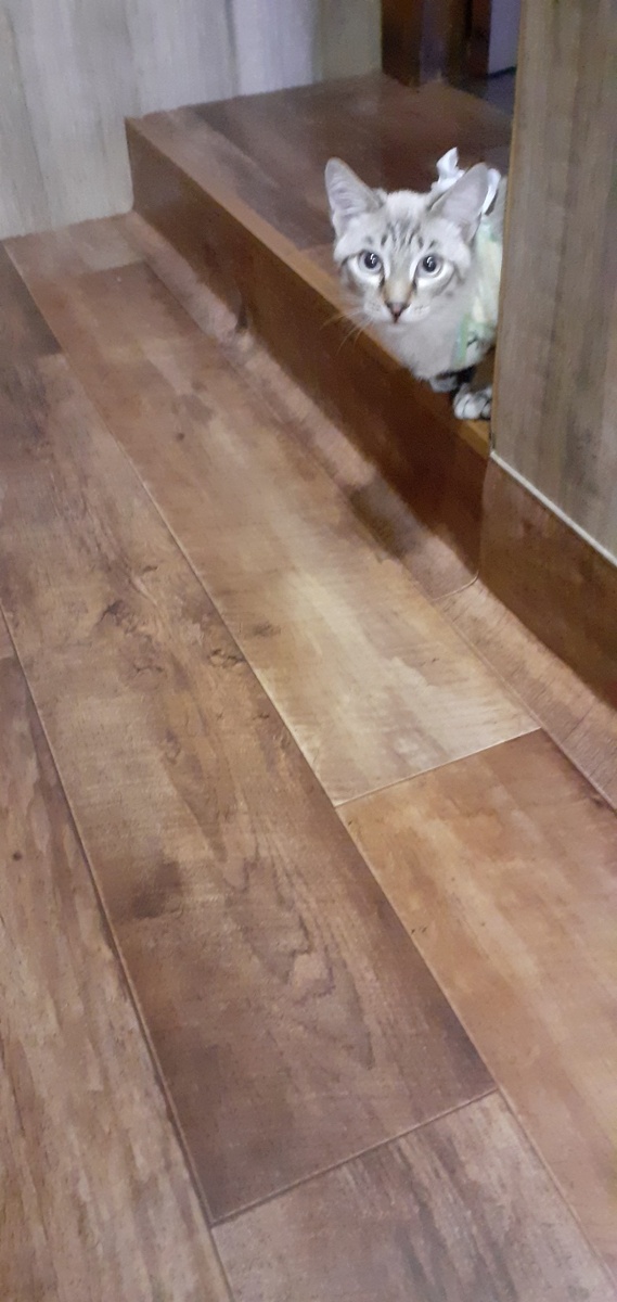 ВОТ,ПРИТАИЛСЯ ДЛЯ БРОСКА.