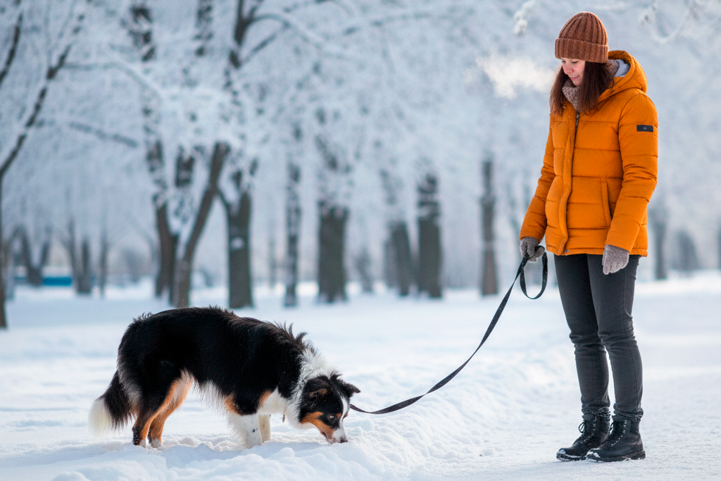 Во время выгула собака использует обоняние, слух, зрение, общается с сородичами и исследует территорию.