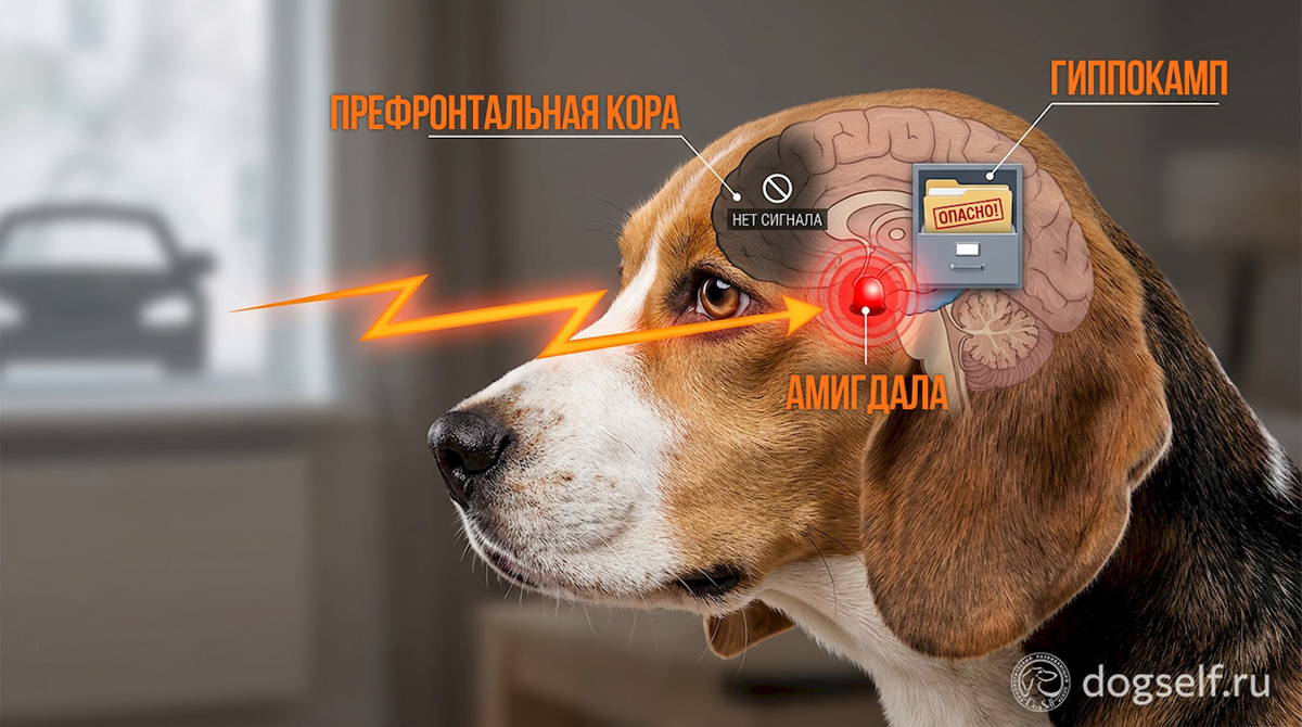 При «эмоциональном захвате» логические отделы мозга собаки отключаются. Глупо требовать выполнения команды «Сидеть», когда внутри воет сирена тревоги. | Иллюстрация: DogSelf