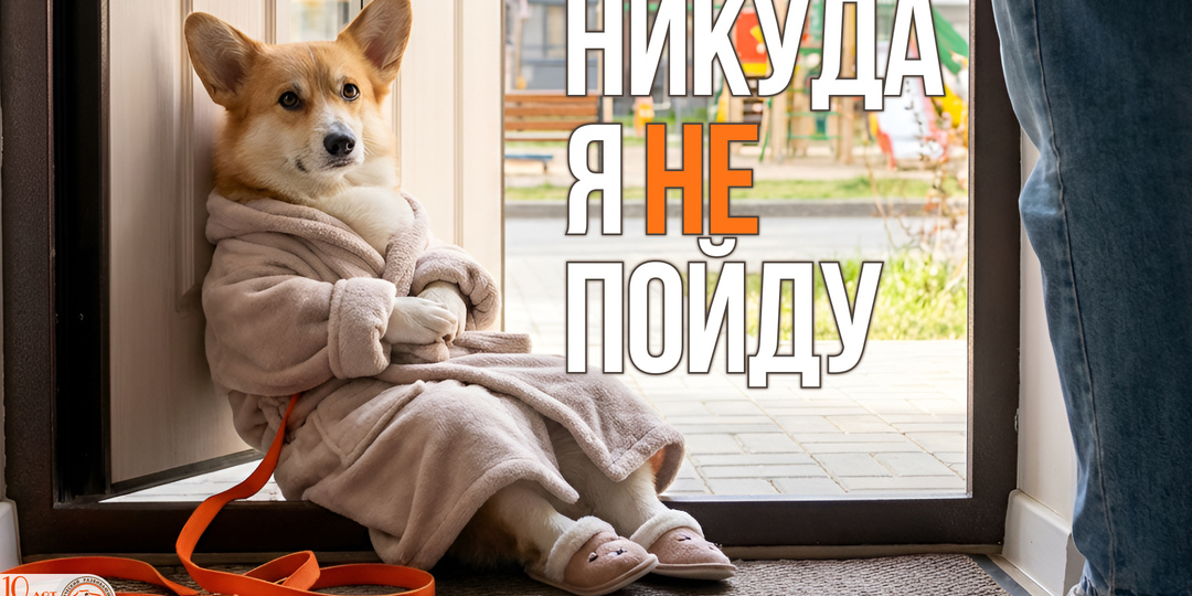 Собака боится улицы: пошаговый план, как помочь робкому псу