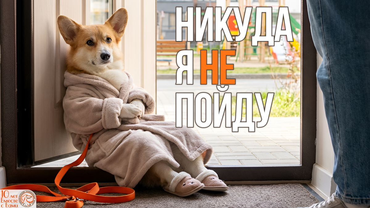 Иногда отказ идти на улицу выглядит именно так. Но за этим милым упрямством часто скрывается не лень, а панический страх. Задача специалиста – помочь собаке сменить этот халат на шлейку с уверенностью и радостью. | Иллюстрация: DogSelf
