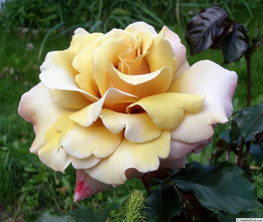 Роза Меджик моумент.