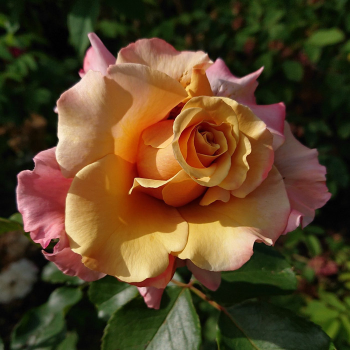 Роза Медик Моумент. Фото с сайта магазина саженцев роз.