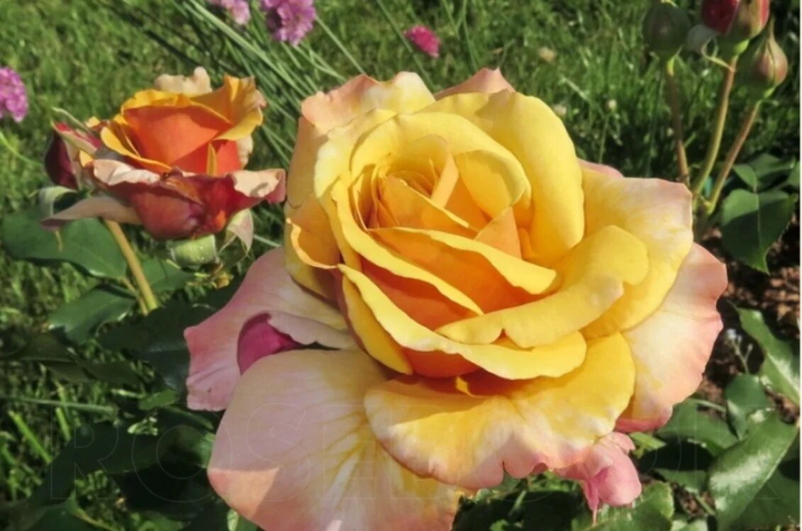 Фото с сайта интернет-магазина роз. Роза Меджик Моумент.