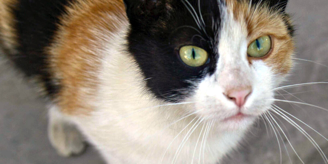 😺Так всё-таки бывают трёхцветные коты или нет?