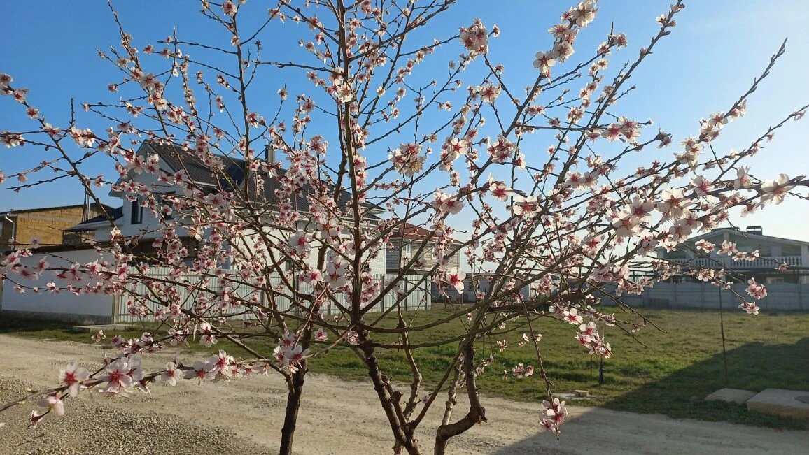 Миндаль всё ещё цветет.