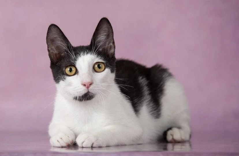 😺Как заранее узнать характер вашей кошки