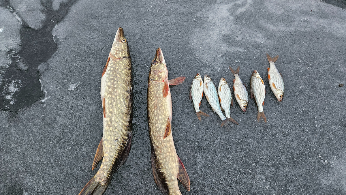 Попались две не болшие красотки.