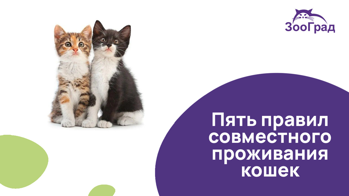 Две кошки в доме - приговор?