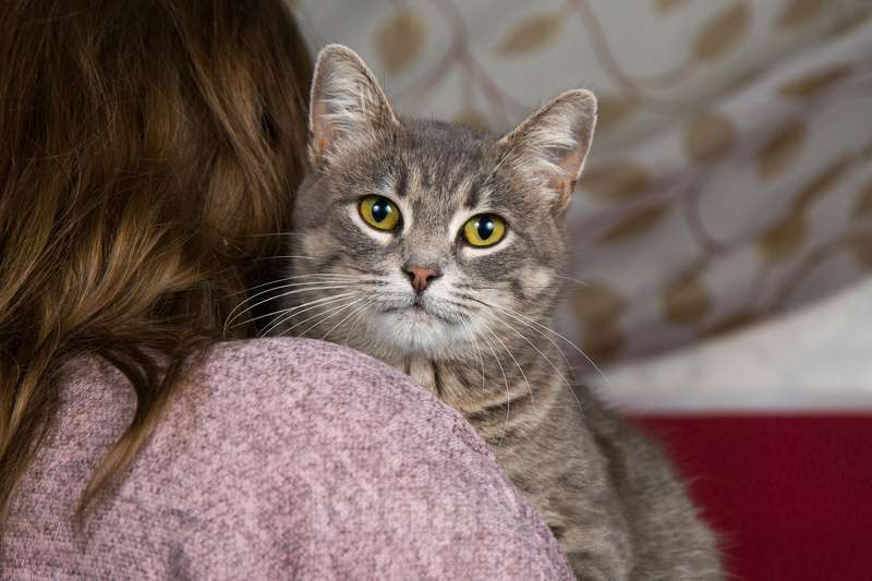 Какую породу завести, если раньше у вас никогда не было кошки