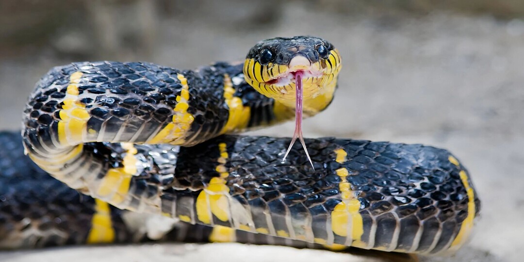 Огромные змеи охотятся в тайге Хабаровского края