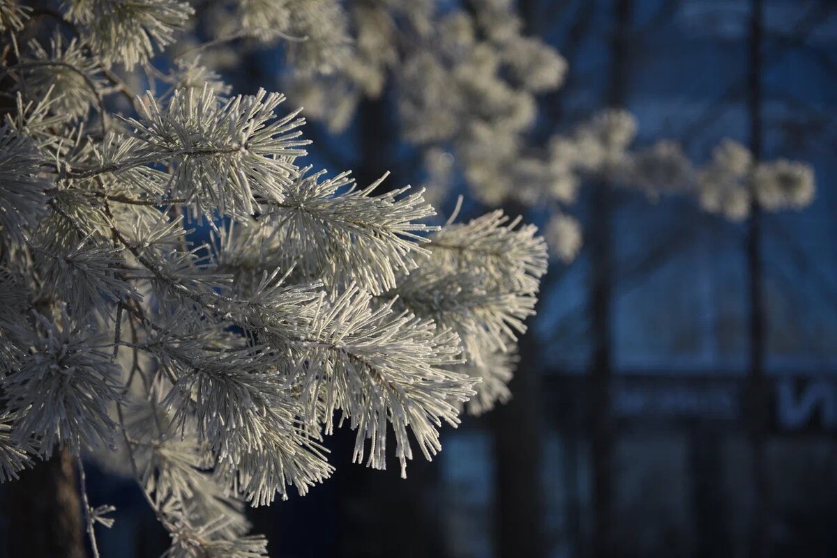    Фото: Олег Рукавицын/Царьград