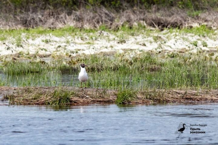    Фото:ФГБУ «Заповедное Приамурье»