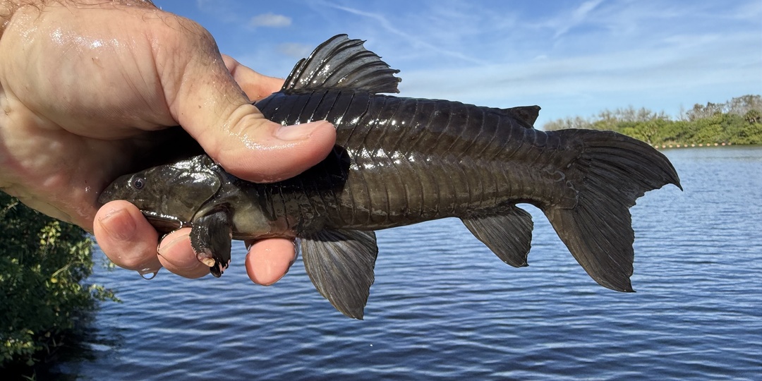 Панцирные сомы: Рыбки в доспехах римского легионера