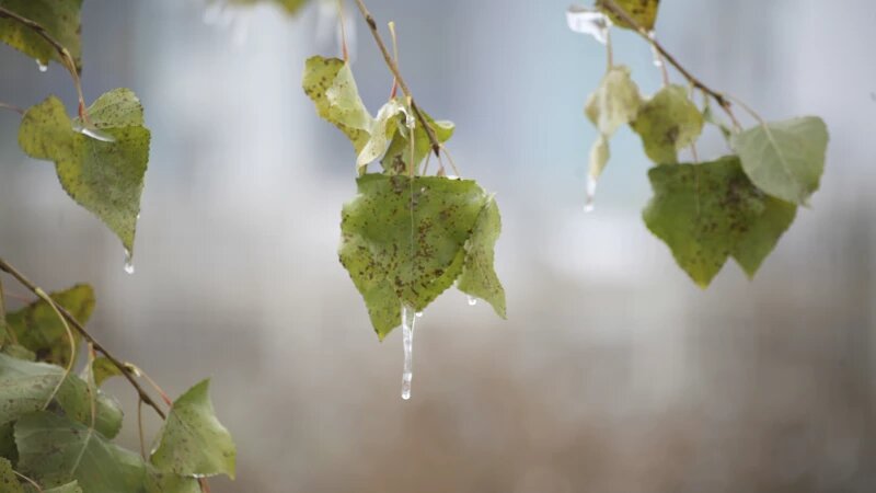     Туманная неделя в Барнауле, 2024. Дарья Беркетова