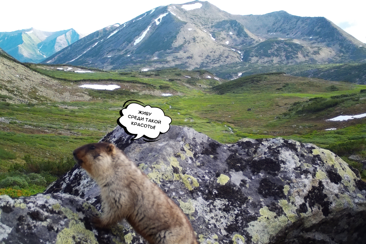 P.S. Листайте фотографии, чтобы увидеть дни черношапочных сурков. Если на фото нет сурка – значит, он спит. А фотоловушка показывает то, что он увидел, если бы страдал бессонницей.