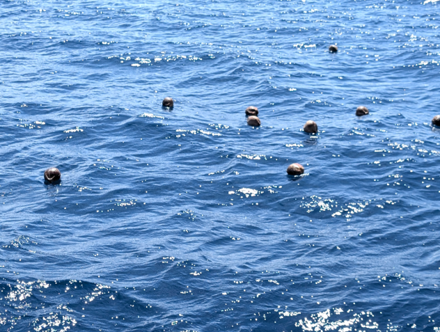 Сотня кокосов отправилась в плавание