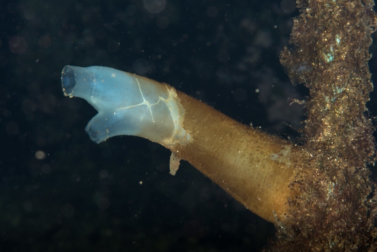    Оболочник Ciona intestinalis — близкий родственник позвоночных / © Bernard Picton