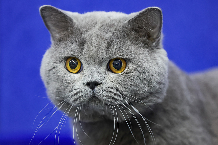    Кирилл Кухмарь/ТАСС