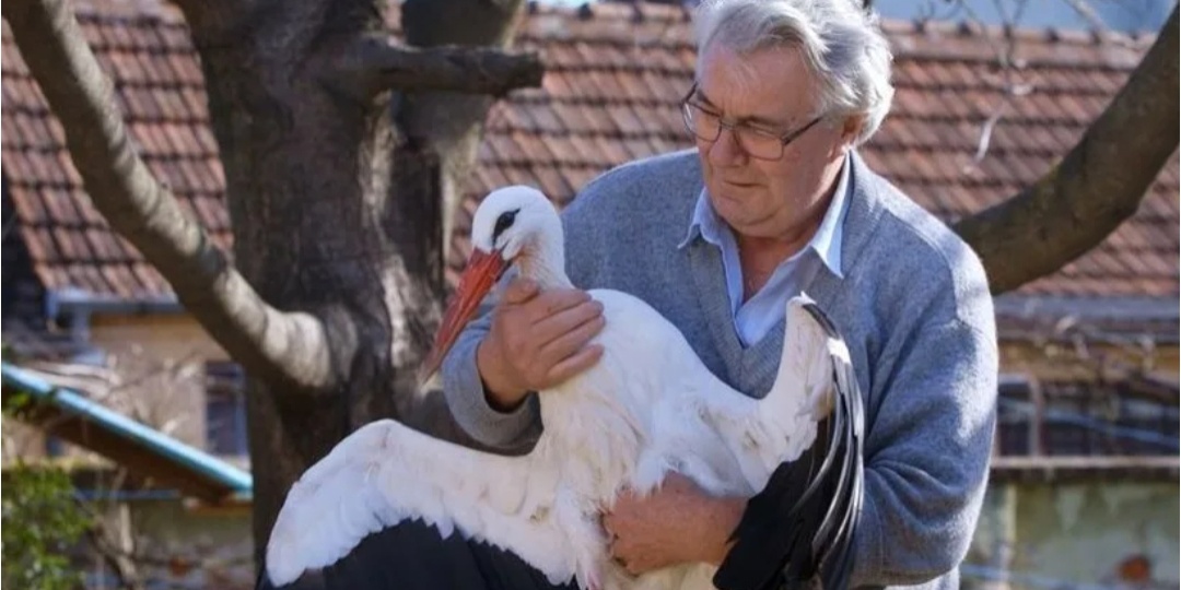 Дед Игнат спас аистиху со сломанным крылом. Что произошло дальше поразило всех до глубины души