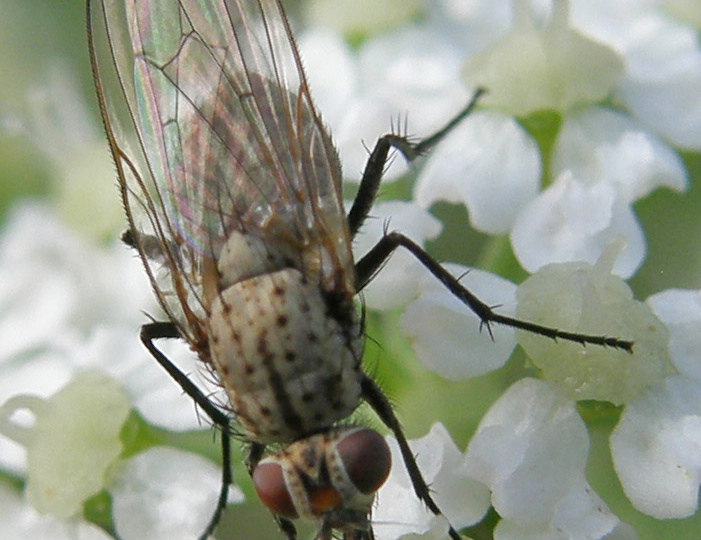 Луковая муха меня не побеспокоит. Я знаю, как с ней справиться, и всегда собираю обильный урожай чеснока и лука.