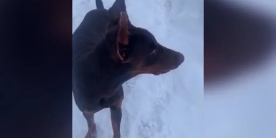 Доберман, которого оставили замерзать на морозе в Уфе, обрел новый дом