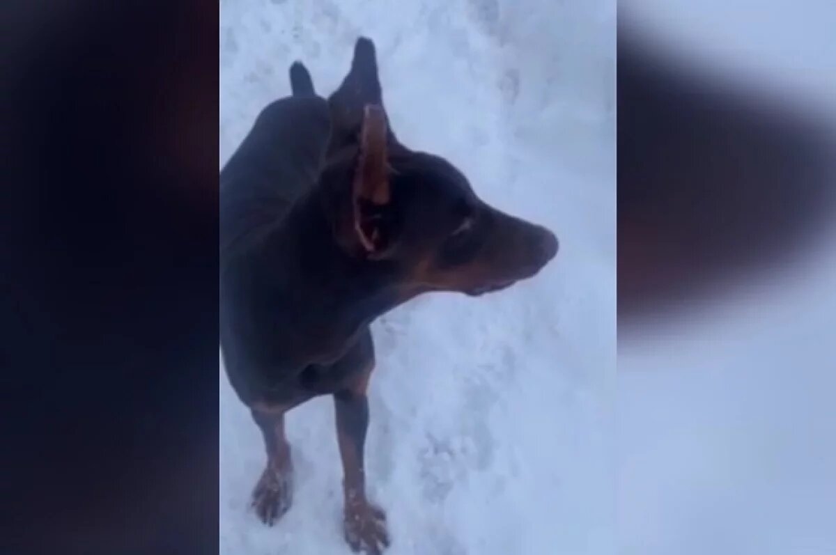    Доберман, которого оставили замерзать на морозе в Уфе, обрел новый дом